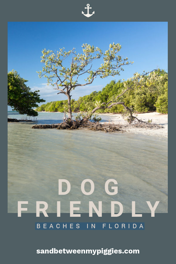 Dog Friendly Beaches in Florida | Sand Between My Piggies